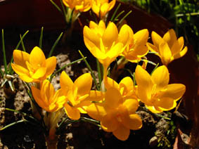 Crocus ancyrensis